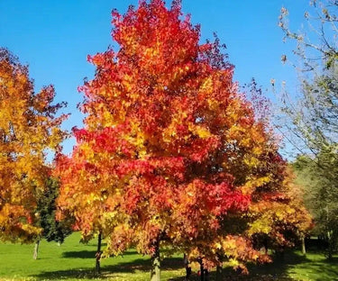 Vibrant Sweet Gum Tree with fiery red and golden-yellow autumn leaves against blue sky