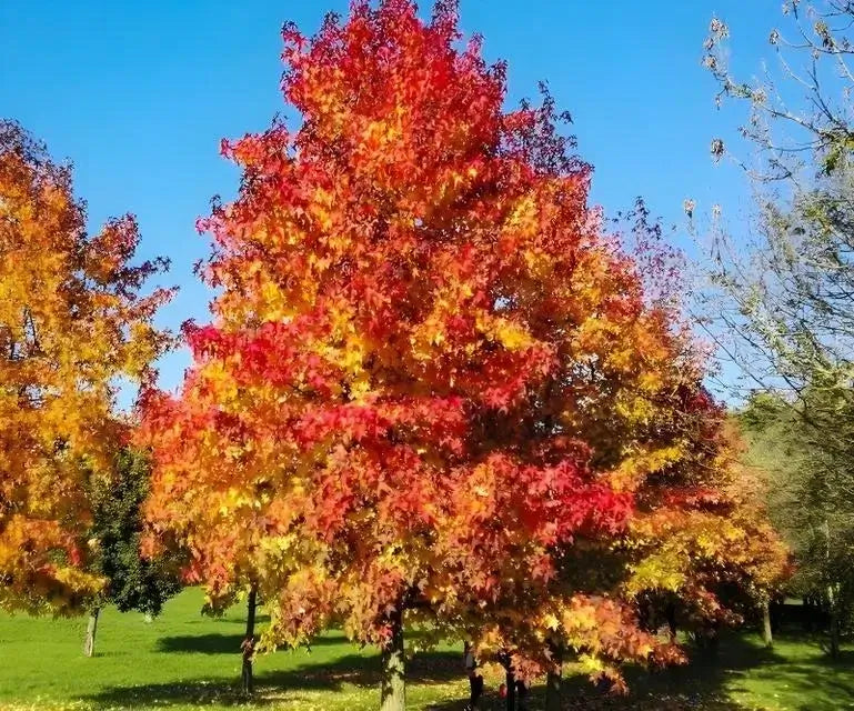 Vibrant Sweet Gum Tree with fiery red and golden-yellow autumn leaves against blue sky