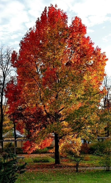 Majestic Sweet Gum Tree with vibrant red, orange, yellow autumn leaves
