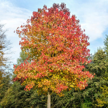 Vibrant autumn Sweet Gum tree with fiery red, orange, yellow leaves