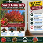 Sweet Gum Tree Planting Guide