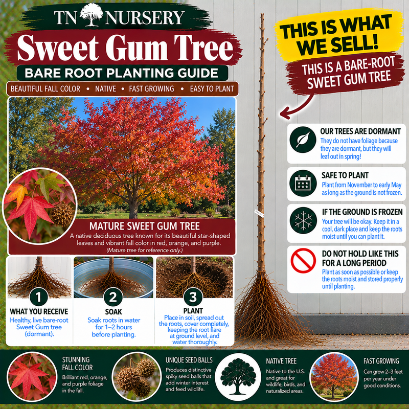 Sweet Gum Tree Planting Guide