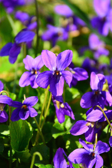 Sweet Violet Plant with vibrant purple violets and lush green foliage