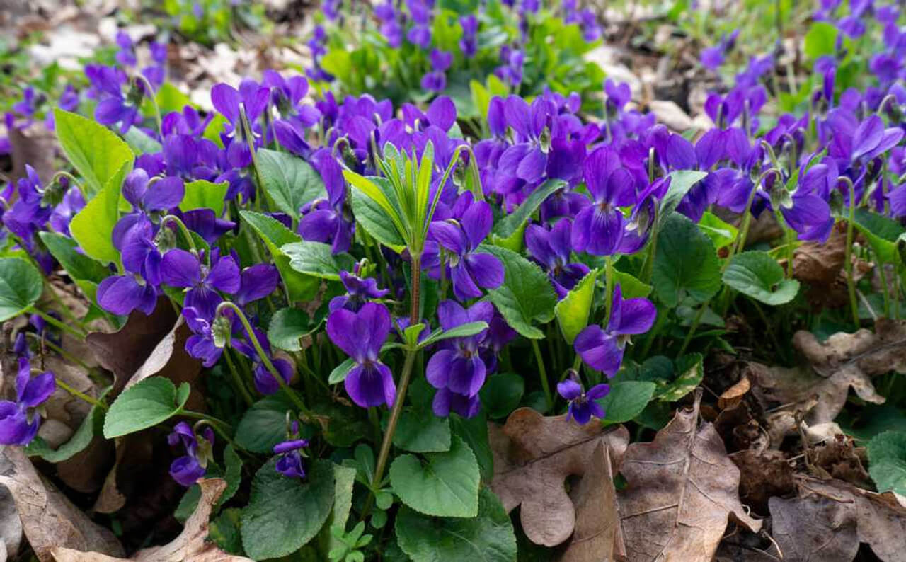 Vibrant Sweet Violet plant with purple flowers and green leaves among fallen leaves