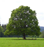 Majestic sycamore tree with broad green canopy in grassy field