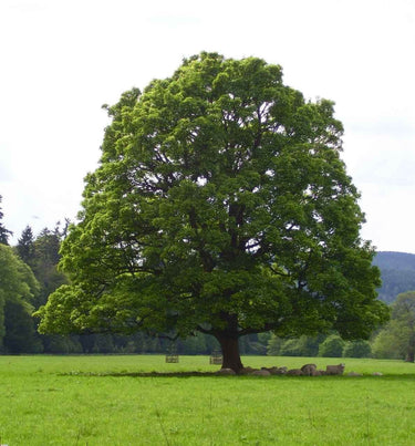 Majestic sycamore tree with broad green canopy in grassy field