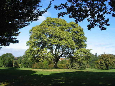 Majestic green oak tree in sunlit park, like Sycamore Seedlings product