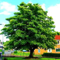 Lush Sycamore tree with broad canopy and thick trunk in urban park