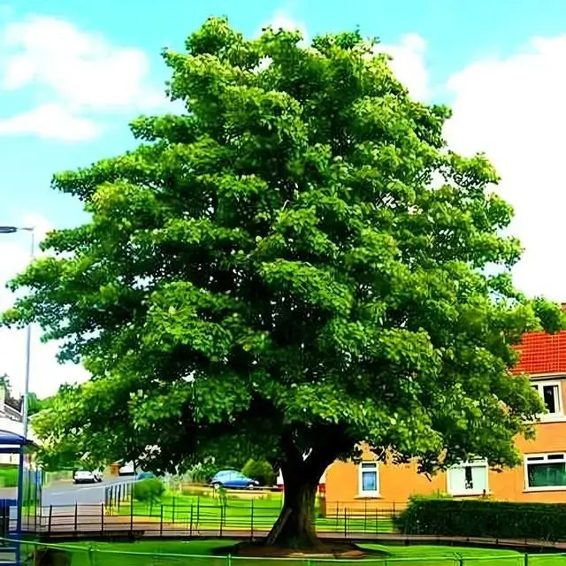 Lush Sycamore tree with broad canopy and thick trunk in urban park