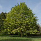 Full-grown Sycamore tree with broad leafy canopy in grassy field under blue sky
