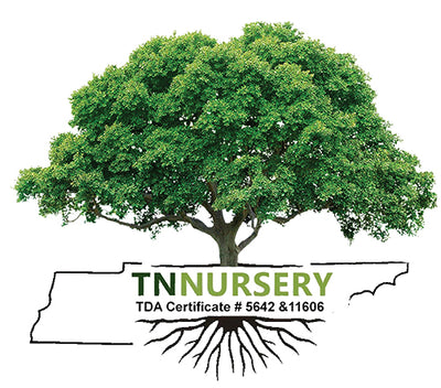 Navigate back to TN Nursery homepage