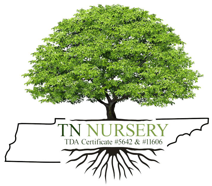 TN Nursery