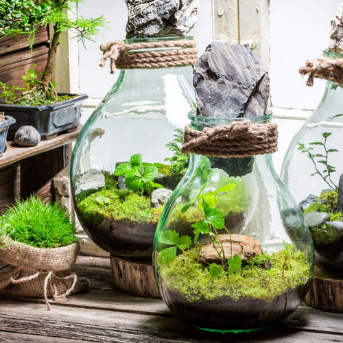Clear glass Terrarium Plant Kit with green moss, plants and twine-tied rock