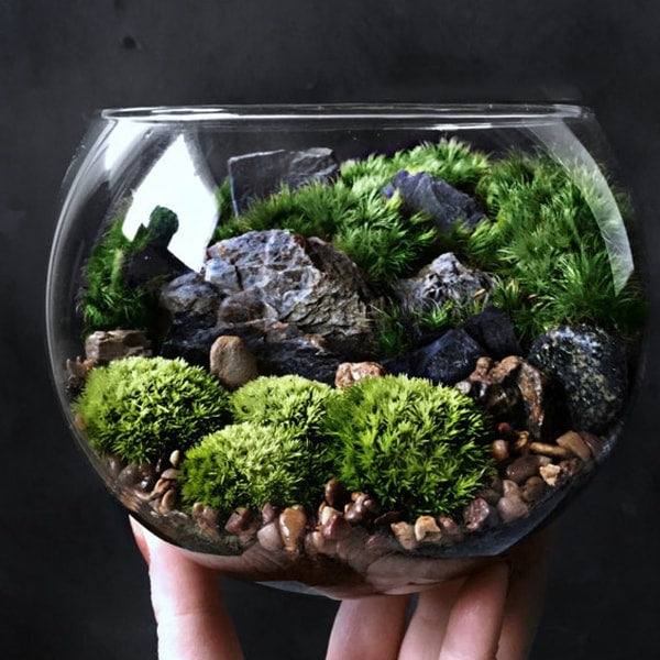 Terrarium Plant Kit with moss, gray rocks and pebbles in glass bowl