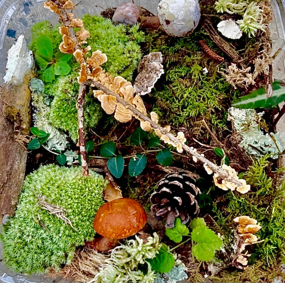 Vibrant mossy terrarium plant kit with green moss, orange fungi, pinecone