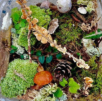Vibrant mossy terrarium plant kit with green moss, orange fungi, pinecone