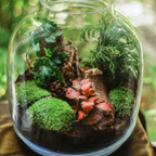 Terrarium Plant Kit with mossy miniature forest in clear glass