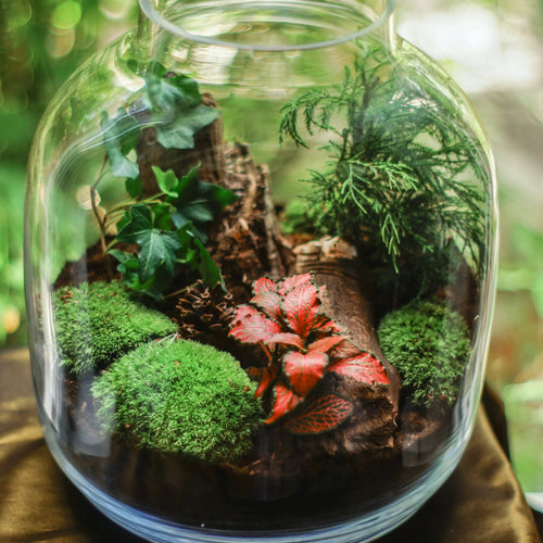 Terrarium Plant Kit with mossy miniature forest in clear glass