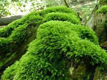 Vibrant Thuidium moss blankets weathered tree trunk texture
