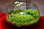 Thuidium moss in clear glass bowl with white stone figurine and leafy plants