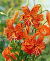 Tiger Lily - TN Nursery