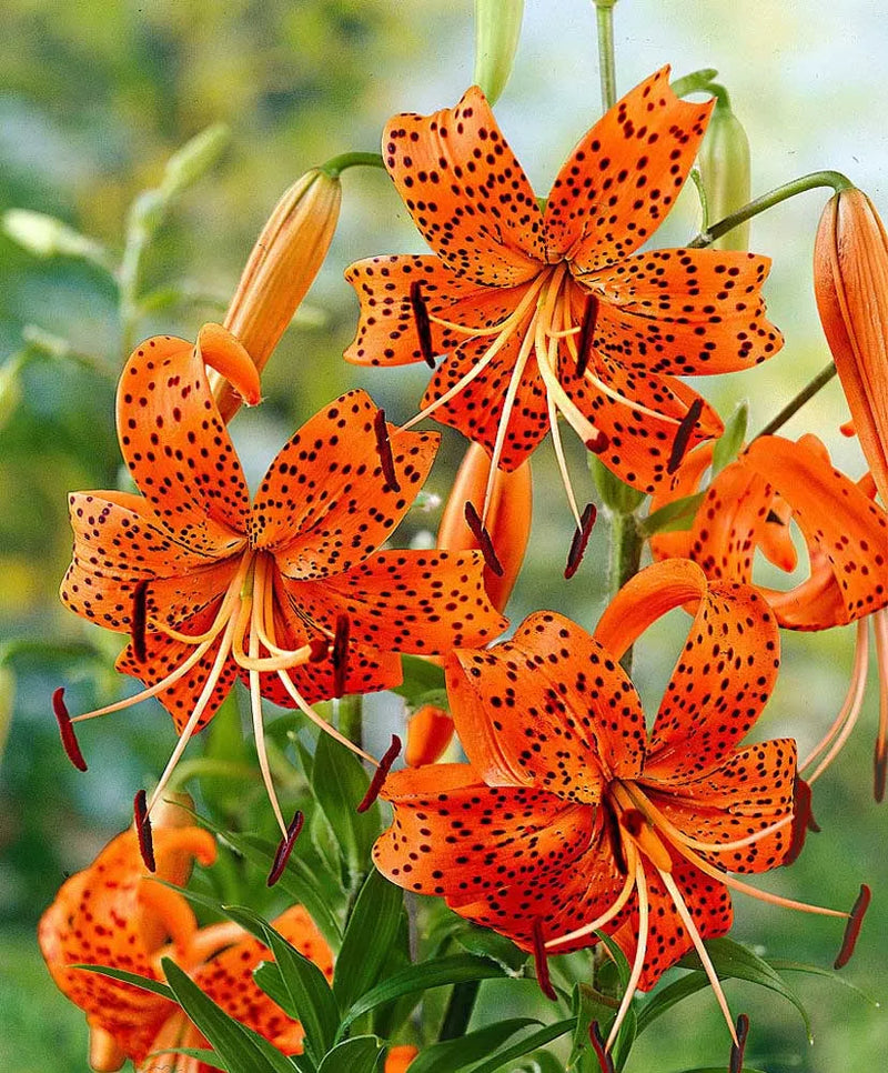 Tiger Lily - TN Nursery