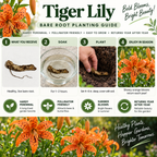 A promotional graphic for Tiger Lily bare root planting, featuring four illustrated steps: what you receive, soak, plant, and enjoy in season. The design includes large orange tiger lilies, green foliage, and text highlighting hardy perennial qualities and year-after return.