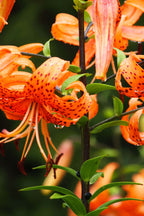 Vibrant Tiger Lily plant with orange flowers, red spots and drooping petals