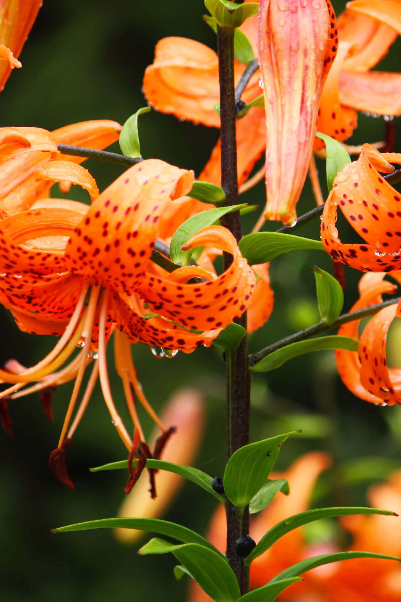 Vibrant Tiger Lily plant with orange flowers, red spots and drooping petals
