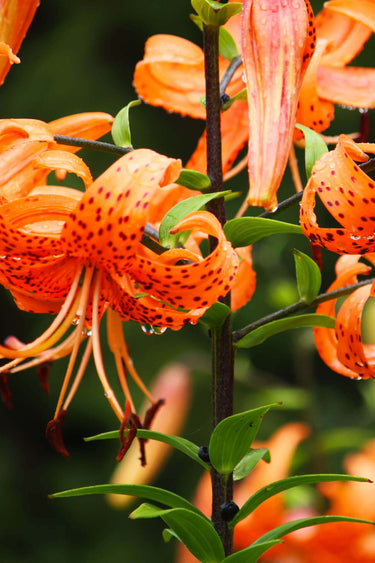 Vibrant Tiger Lily plant with orange flowers, red spots and drooping petals