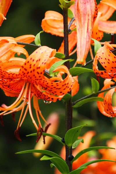 tiger lily janesville Tiger Lily Plant for Sale