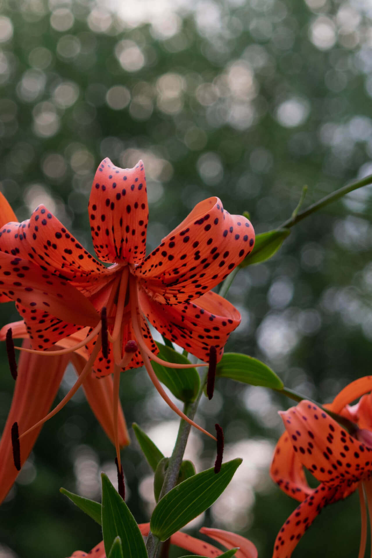 Vibrant Tiger Lily plant with orange petals, dark spots and curled edges