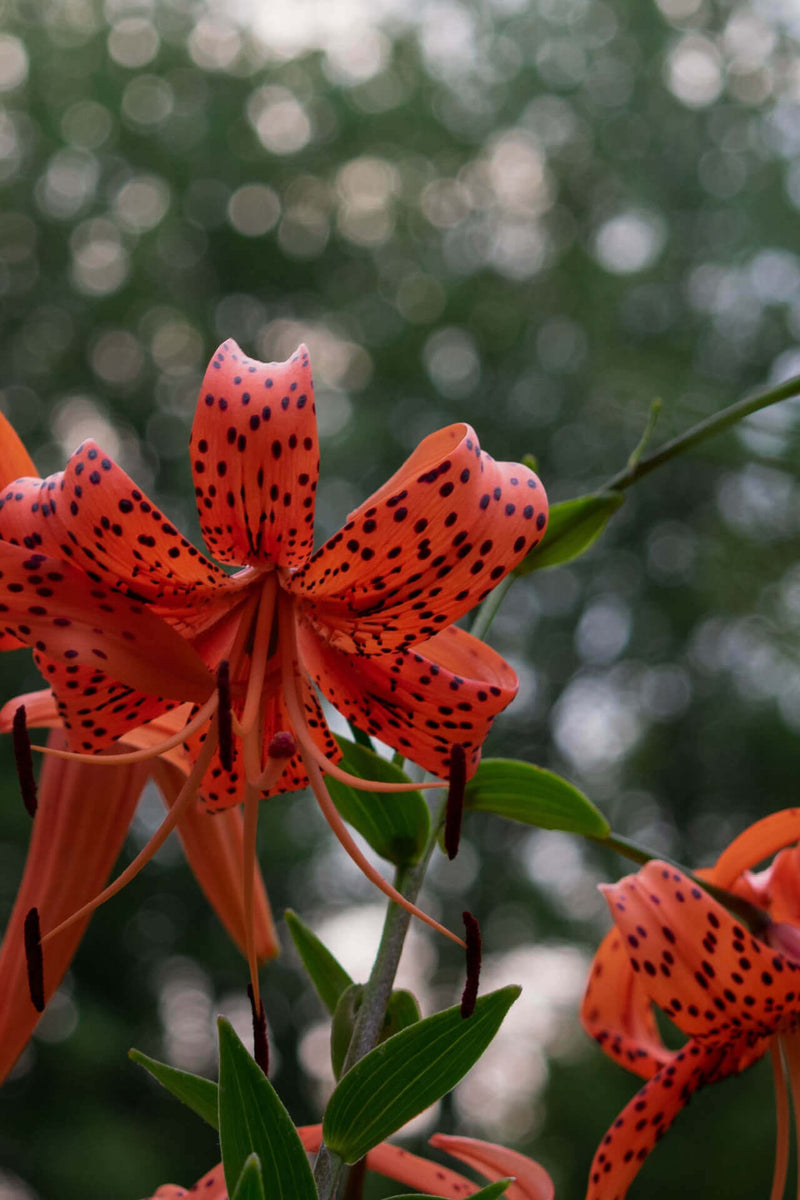 Vibrant Tiger Lily plant with orange petals, dark spots and curled edges