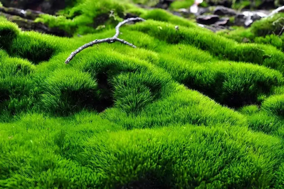 Vibrant green Tree Moss blankets ground in dense plush tufts