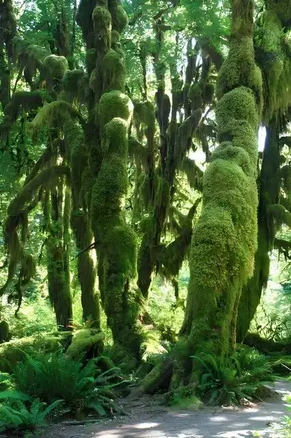 Towering ancient trees draped in lush Tree Moss