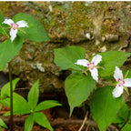 Painted trillium plant with white flowers, pink streaks, green leaves