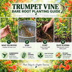 Trumpet Vine