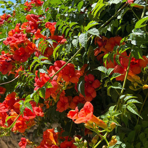 Vibrant orange trumpet vine flowers climbing stone wall with green foliage