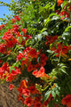 Vibrant orange trumpet vine flowers climbing stone wall with green foliage