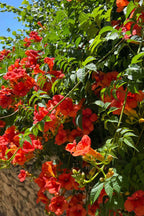 Vibrant orange trumpet vine flowers climbing stone wall with green foliage
