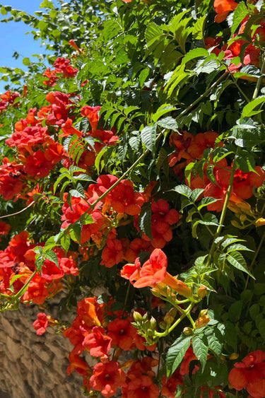 Vibrant orange trumpet vine flowers climbing stone wall with green foliage
