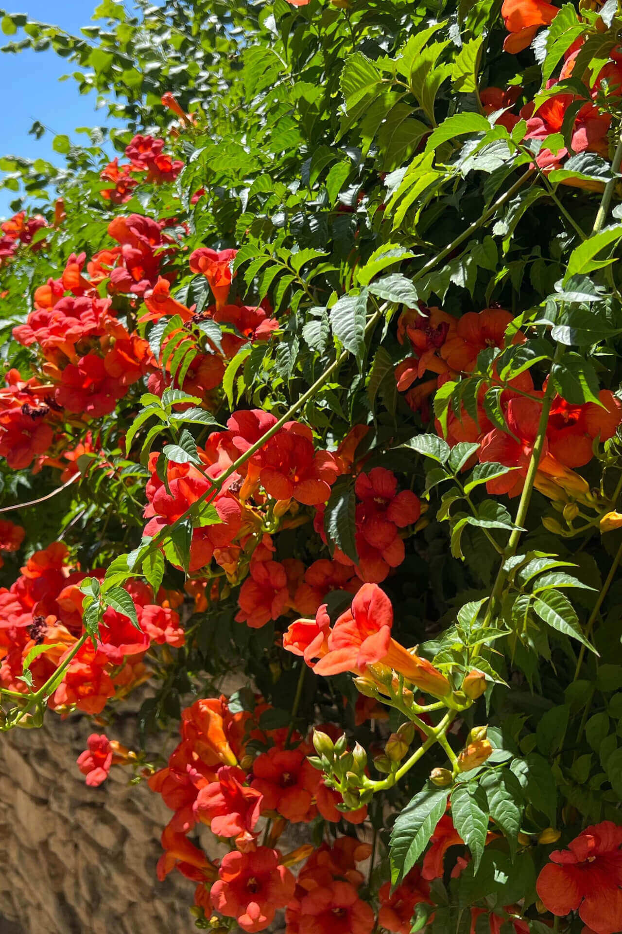 Vibrant orange trumpet vine flowers climbing stone wall with green foliage