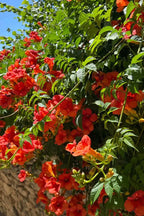 Trumpet Vine