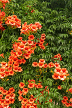 Vibrant Trumpet Vine orange trumpet flowers with white centers in lush green foliage