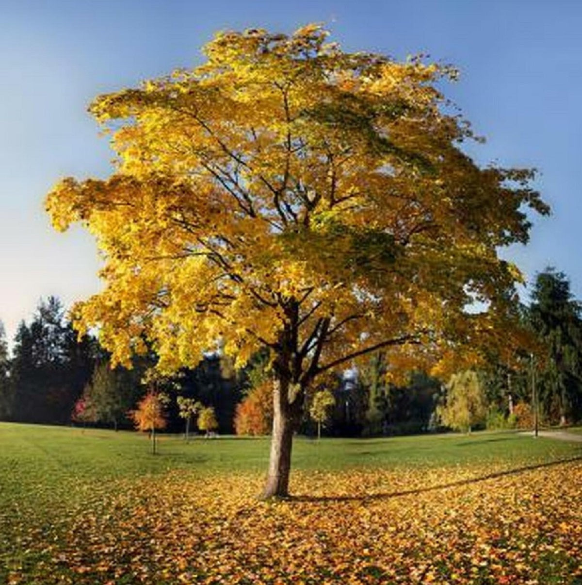 Tulip Poplar Tree - TN Nursery