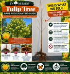 Bare-Root tree Planting Guide