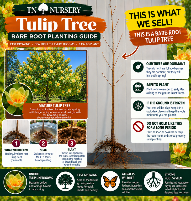 Bare-Root tree Planting Guide