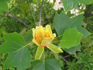 Vibrant yellow Tulip Poplar flower with orange-red gradient center and green leaves