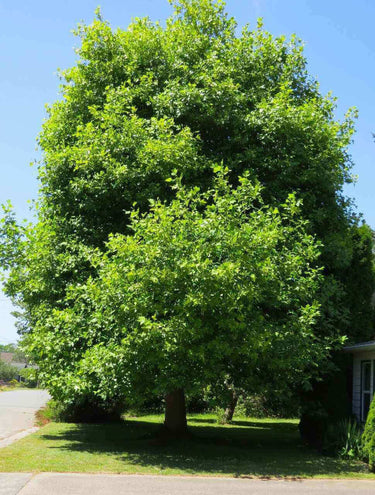 Lush Tulip Poplar tree seedling with dense green foliage in sunny yard