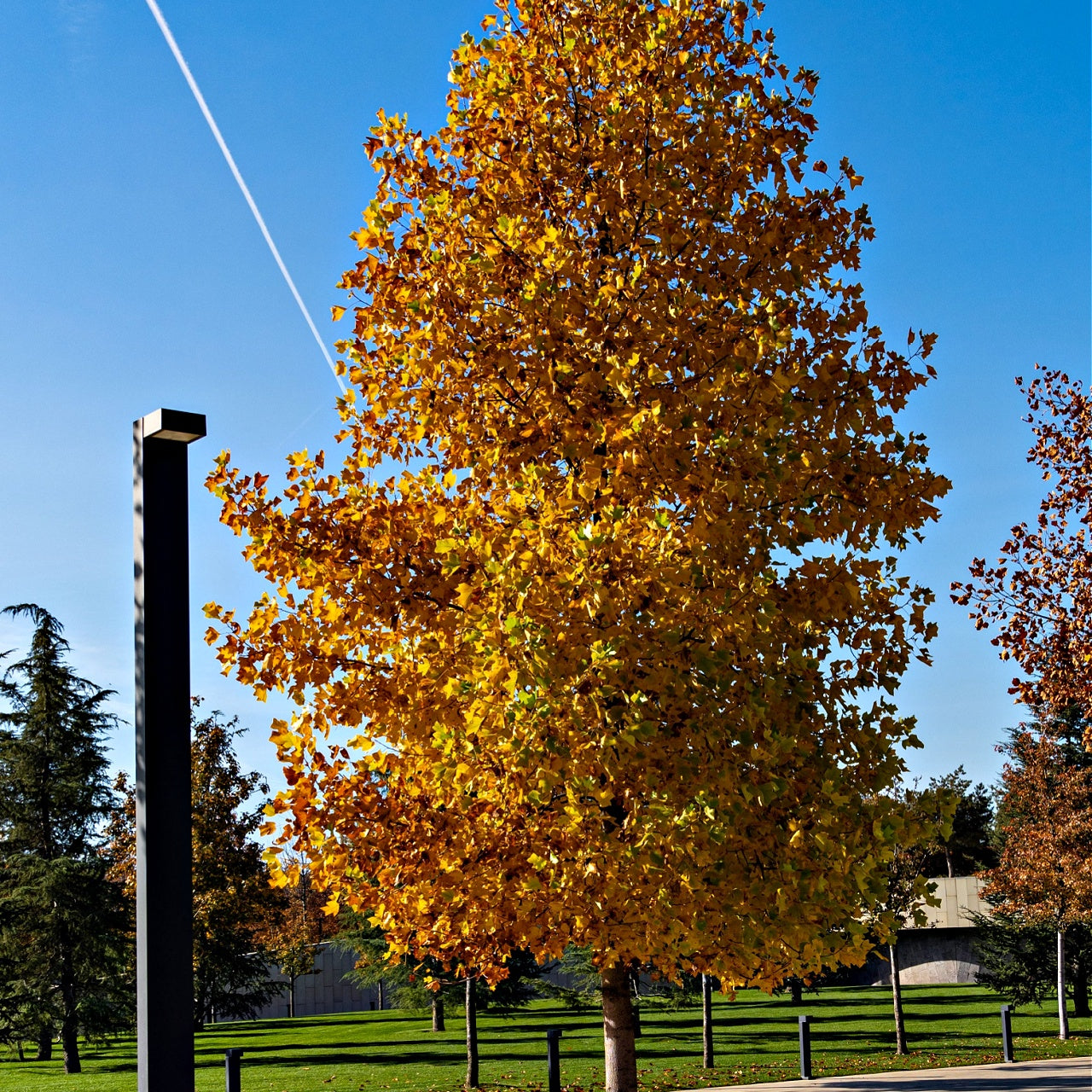 Tall Tulip Poplar tree with vibrant golden-yellow leaves against blue sky